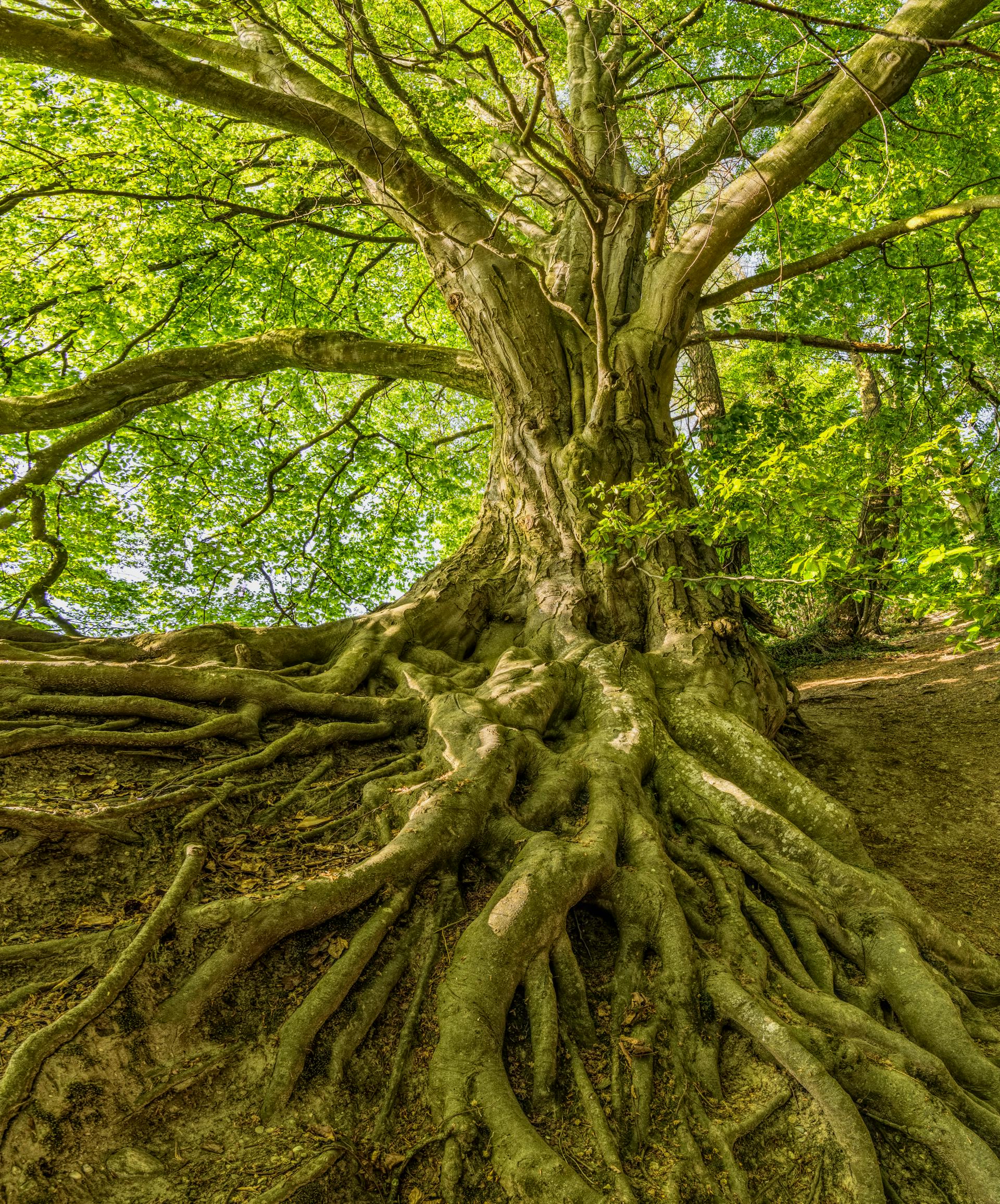 Benefits of Slippery Elm